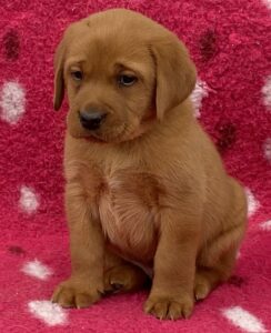 2BB21855-7B85-468D-B3B5-1B0DC9383EC8