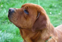 CH Keepsake Elton John