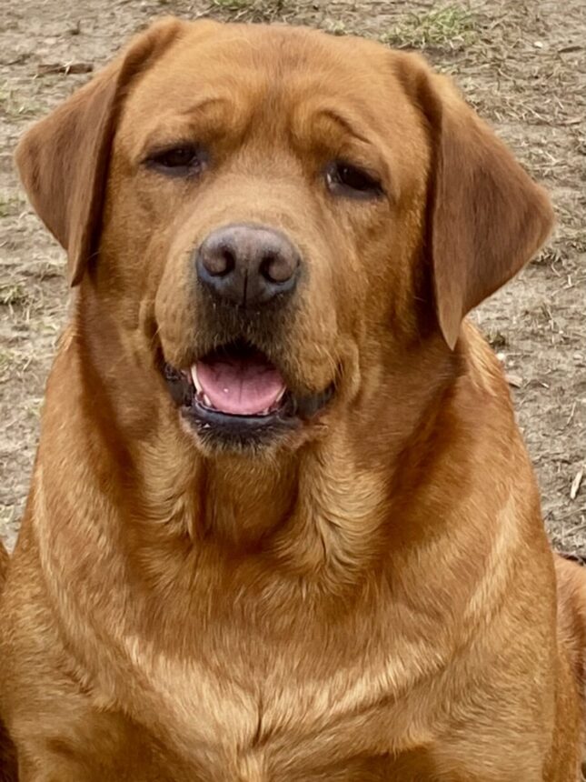 Keepsake Michelangelo