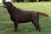 Multi JCh Wally Od Himalájského cedru