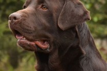 Ch Epicmagnagraecia´s Fair Play