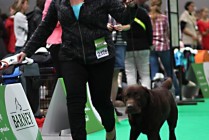 Ch Epicmagnagraecia´s Fair Play