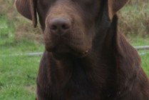 Multi JCh Wally Od Himalájského cedru