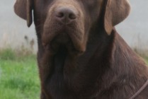 Multi JCh Wally Od Himalájského cedru