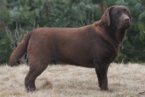 Multi JCh Wally Od Himalájského cedru