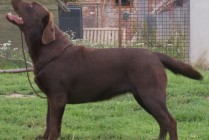 Multi JCh Wally Od Himalájského cedru