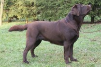 Multi JCh Wally Od Himalájského cedru