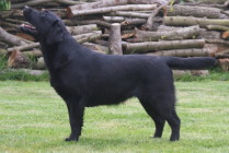 Multi Ch Violette Od Himalájského cedru