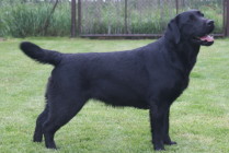 Multi Ch Violette Od Himalájského cedru