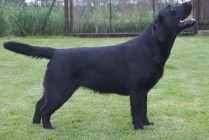 Multi Ch Violette Od Himalájského cedru