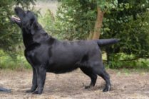 Multi Ch Violette Od Himalájského cedru