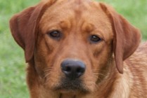 Keepsake Amanda Red Rose