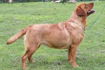 Keepsake Amanda Red Rose