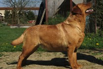 Keepsake Amanda Red Rose