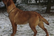 Keepsake Amanda Red Rose