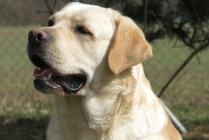 Multi Ch Sretlaw Yellow Camaro