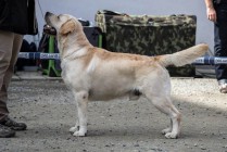 Multi Ch Sretlaw Yellow Camaro