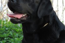 Multi Ch Violette Od Himalájského cedru