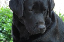 Multi Ch Violette Od Himalájského cedru