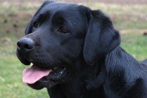 Multi Ch Violette Od Himalájského cedru