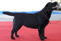 Multi Ch Violette Od Himalájského cedru