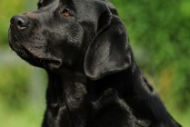 Lussy Aby Od Himalájského cedru