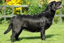 Lussy Aby Od Himalájského cedru