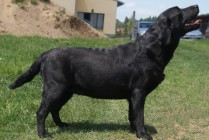 Lussy Aby Od Himalájského cedru