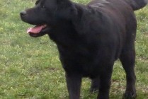 Lussy Aby Od Himalájského cedru