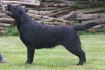 Multi Ch Violette Od Himalájského cedru