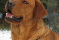 Keepsake Red Asteroid