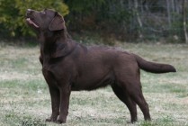 Wildn´s Beauty´s Innoncent Sally