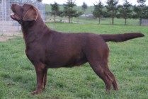 Wildn´s Beauty´s Innoncent Sally