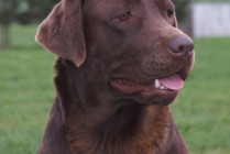 Wildn´s Beauty´s Innoncent Sally