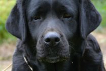 Multi Ch Violette Od Himalájského cedru