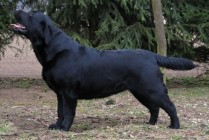 Multi Ch Violette Od Himalájského cedru