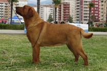 Multi Jch Paloma Red Asteroid Od Himalájského cedru