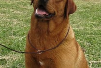 Multi Jch Paloma Red Asteroid Od Himalájského cedru