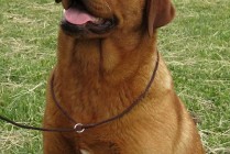 Multi Jch Paloma Red Asteroid Od Himalájského cedru