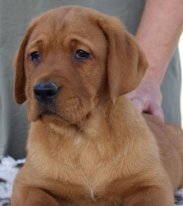 Keepsake Elton John x Keepsake Red Asteroid 2015