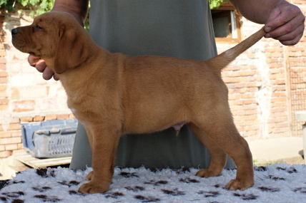 Keepsake Elton John x Keepsake Red Asteroid 2015