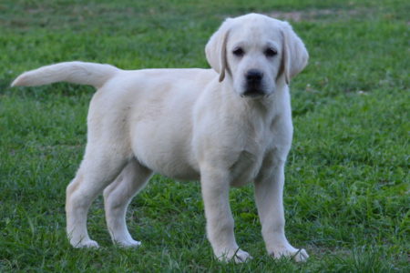 Puppies summer 2016