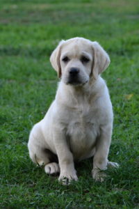 Puppies summer 2016