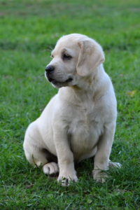 Puppies summer 2016