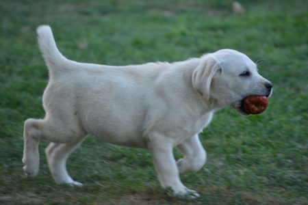 Puppies summer 2016