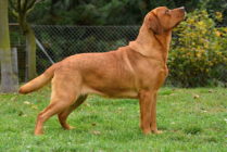 Multi Jch Paloma Red Asteroid Od Himalájského cedru