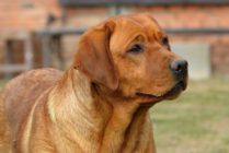 Rubywood Pure Passion