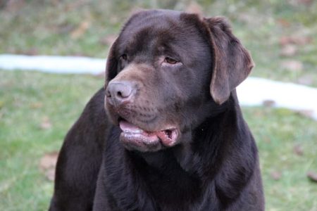 Chestnut Hunter Od H.C.