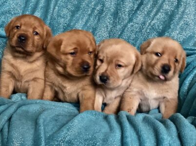 33909319-33A7-4732-8DA2-E3FD999D97E8