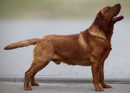 att.FhW2YlTQbSI-W6IKQY1Bdoufl7NDRrUhrBsoV2r_YPs